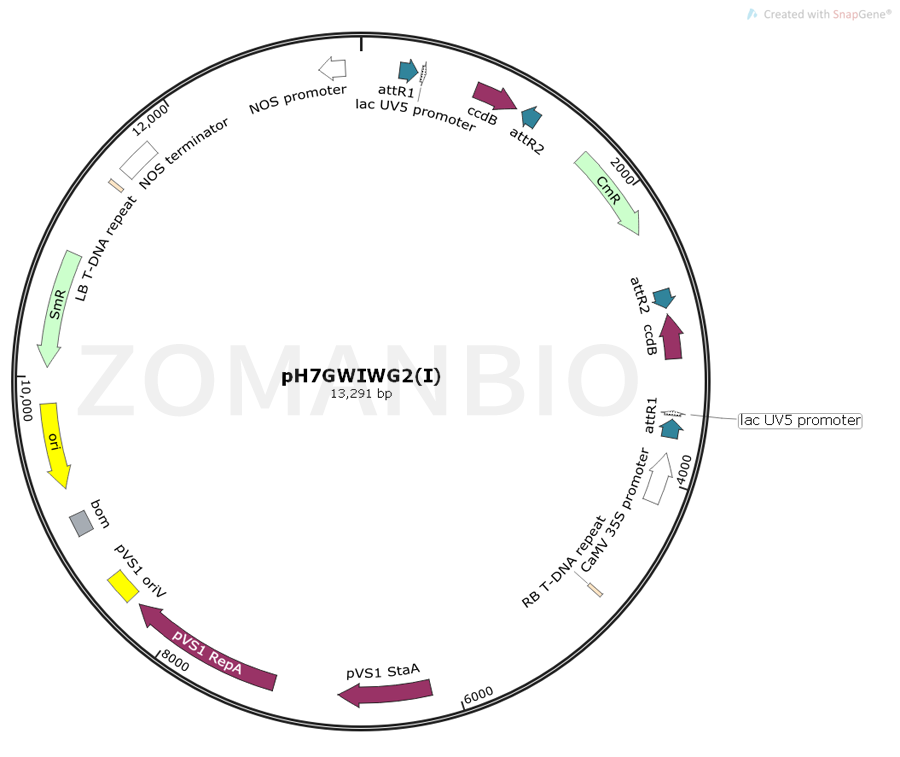 ZK877pH7GWIWG2(I).png
