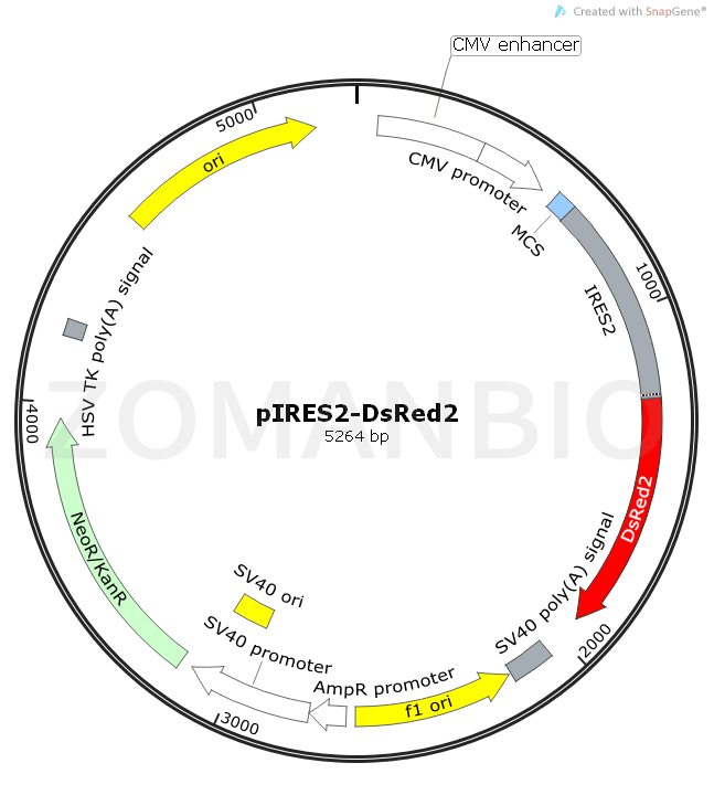 ZK1702 pIRES2-DsRed2.png