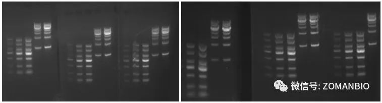 22.6 實(shí)驗(yàn)員電泳圖.jpg 圖片